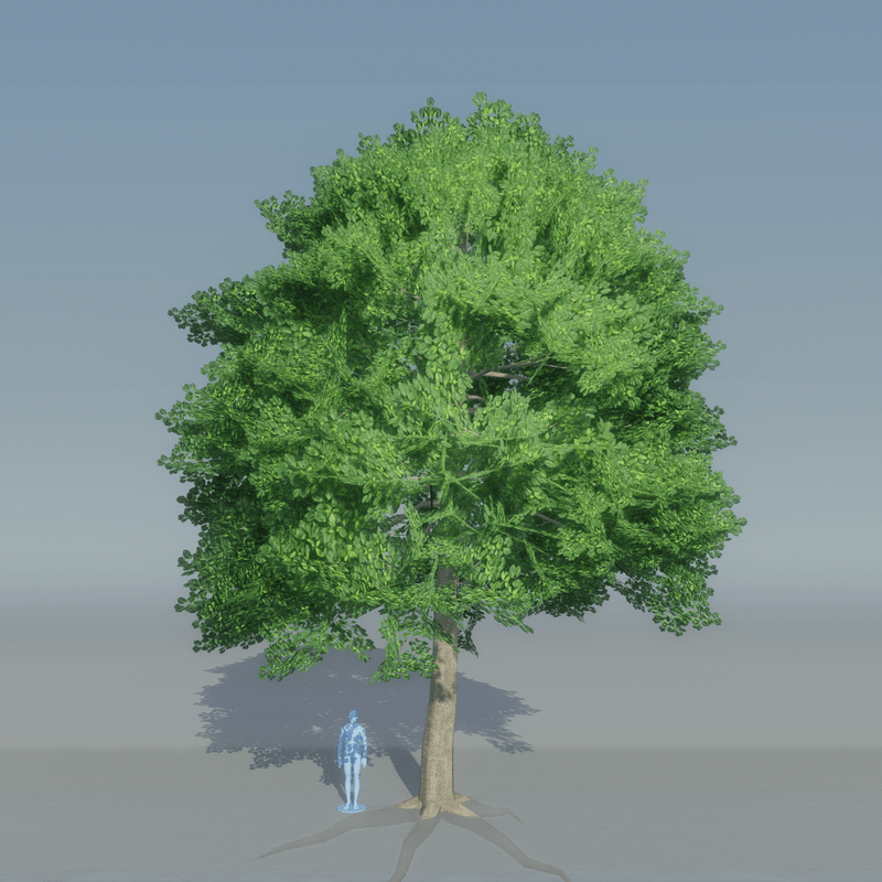 Beech Tree 2 with roots