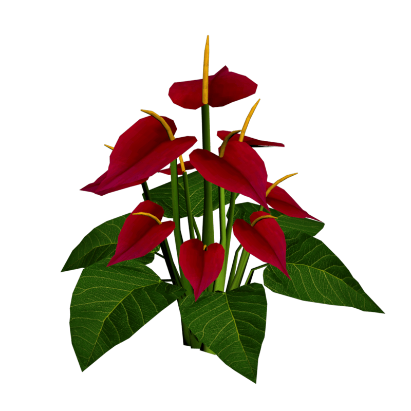 Anthuriums 3