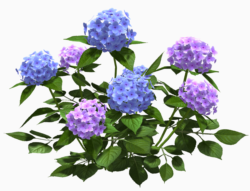 Hydrangea Bush - BluePink
