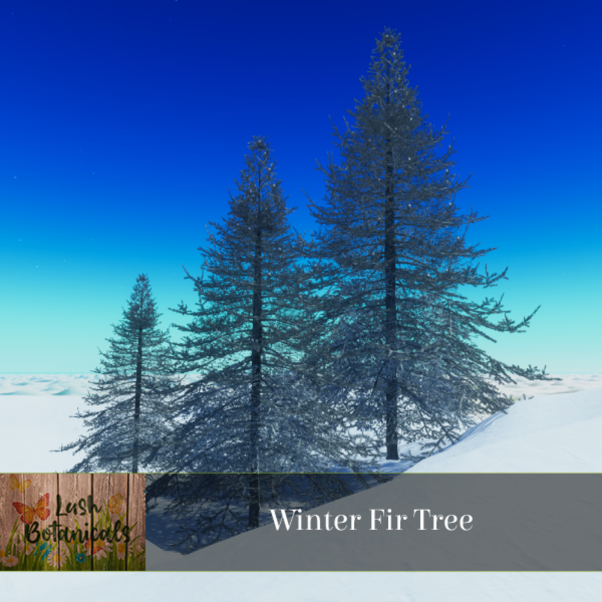 Winter Fir Tree