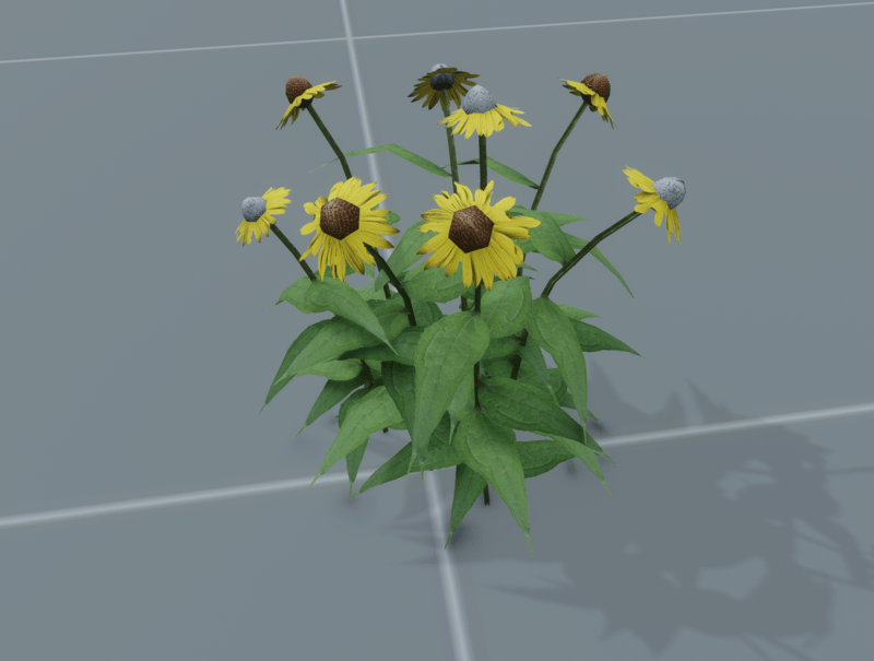 Grey Headed Coneflower