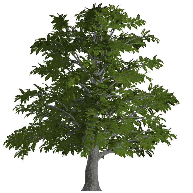 Old Ash Tree 3 (Billboard)