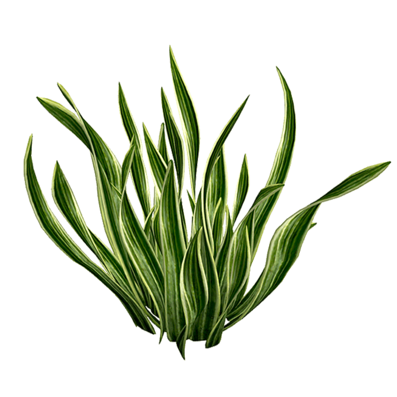 Snake Plant