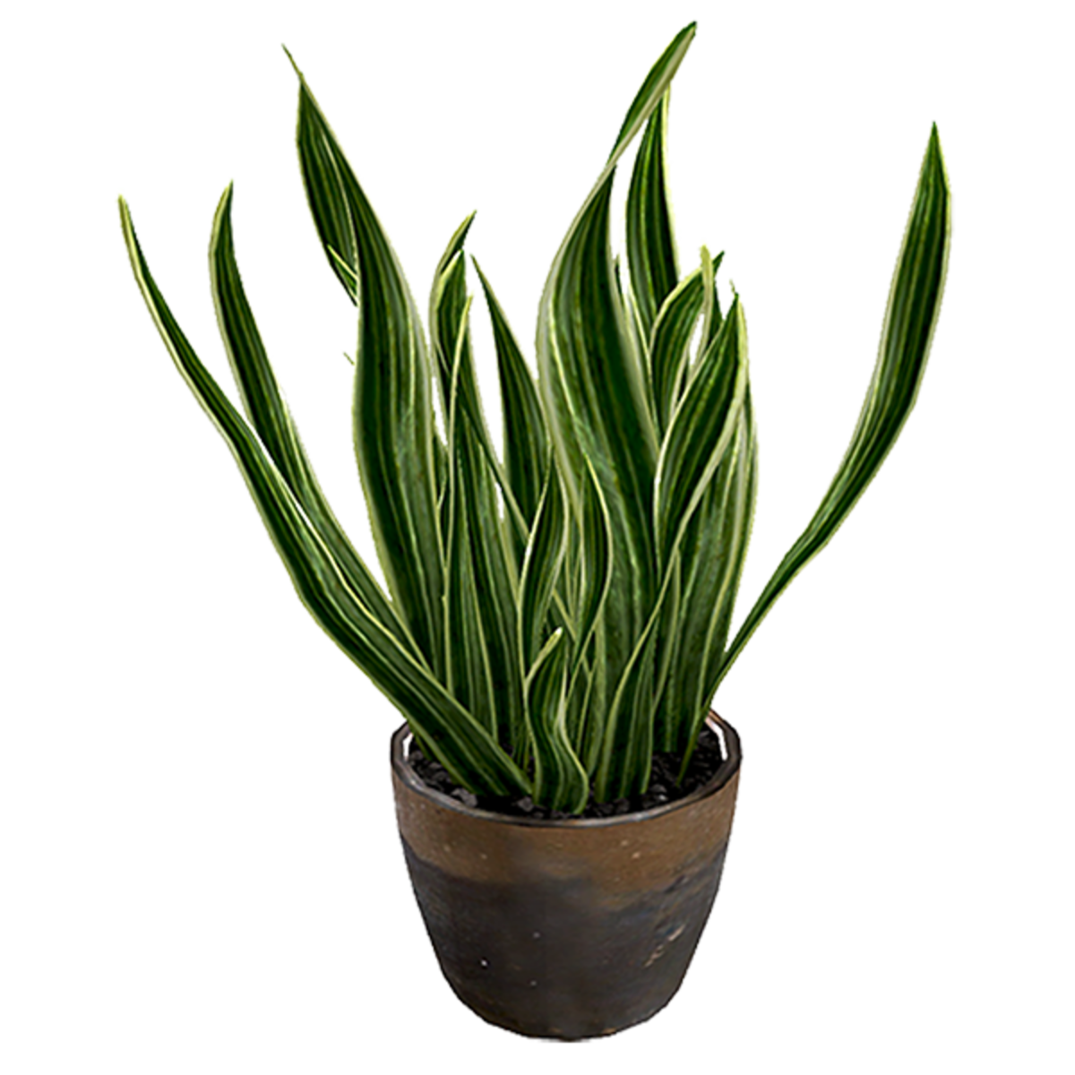 snake plant in Pot