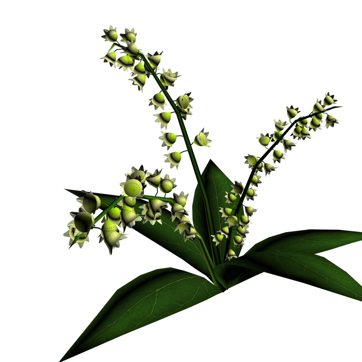 Lily of Valley Plant 14