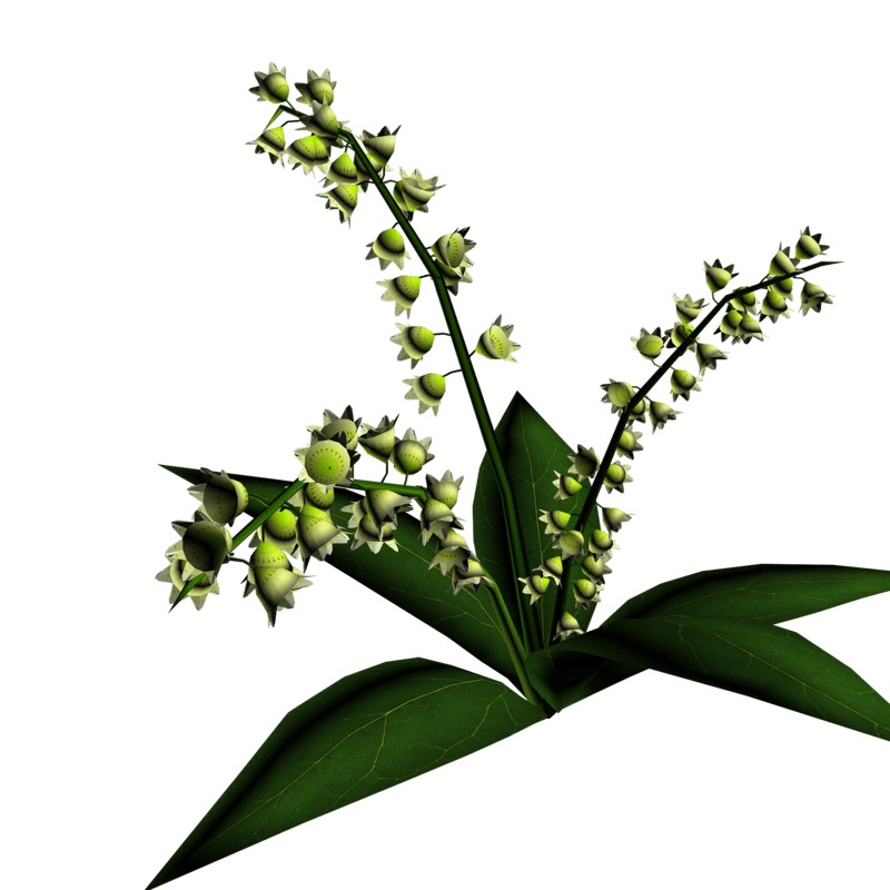 Lily of Valley Plant 14
