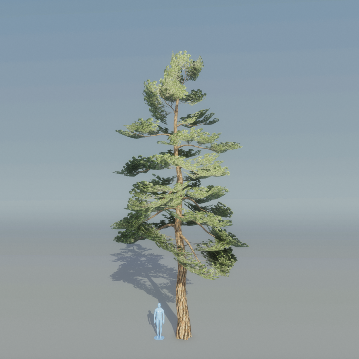 Pine Tree 5