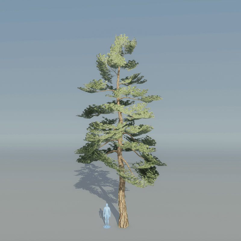 Pine Tree 5
