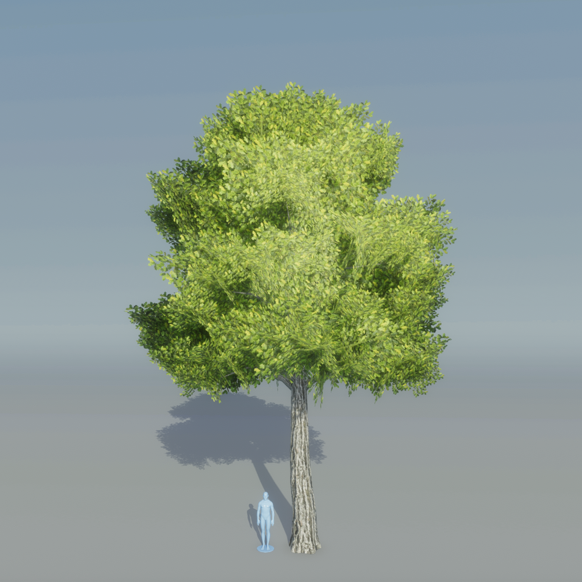 Oak Tree 3 (Light Green)