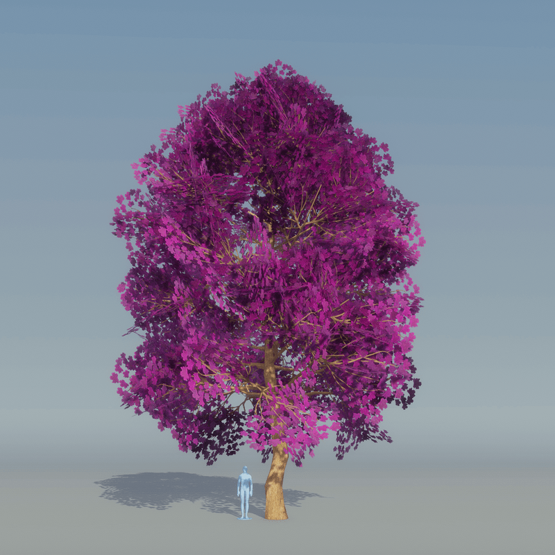 Maple Tree Purple 1