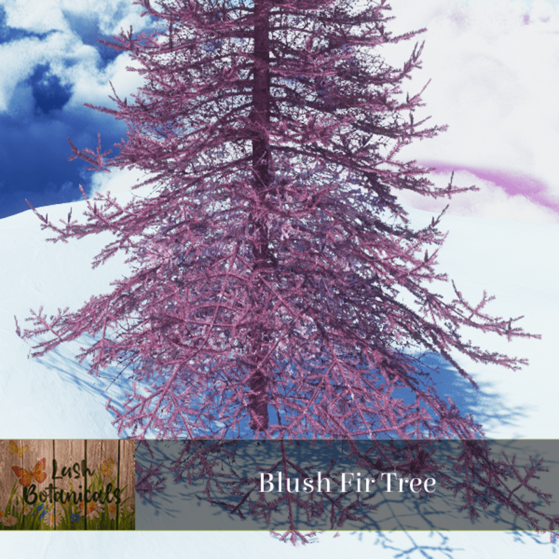 Blush Fir Tree