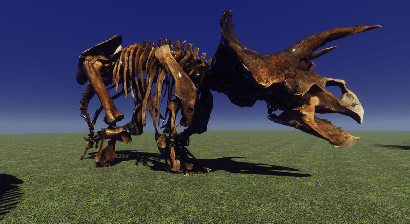 Triceratops skeleton