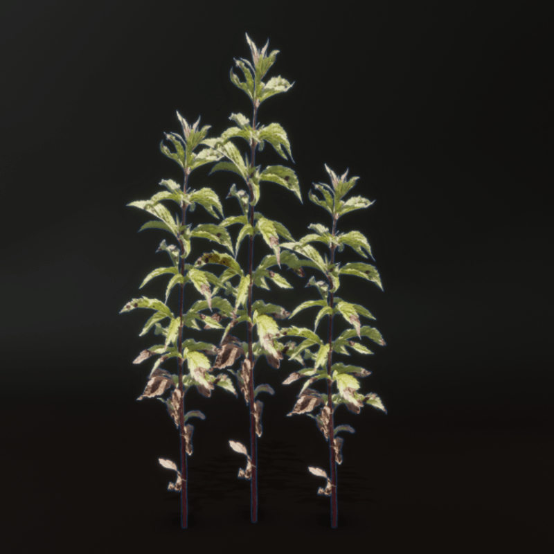 Wild Tall Tan Leafed Spiky Plant