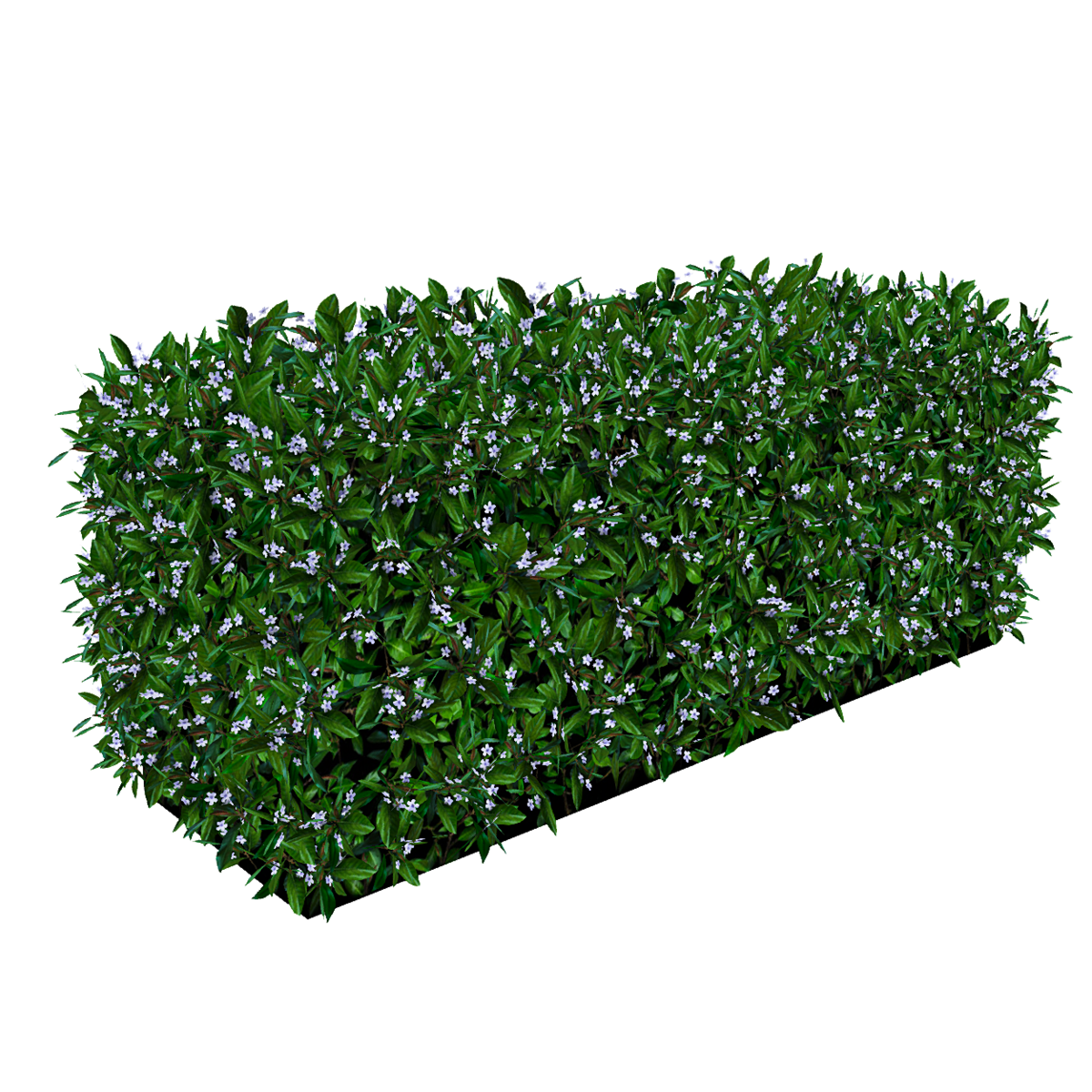 Hedge Med - Lilac Flowers