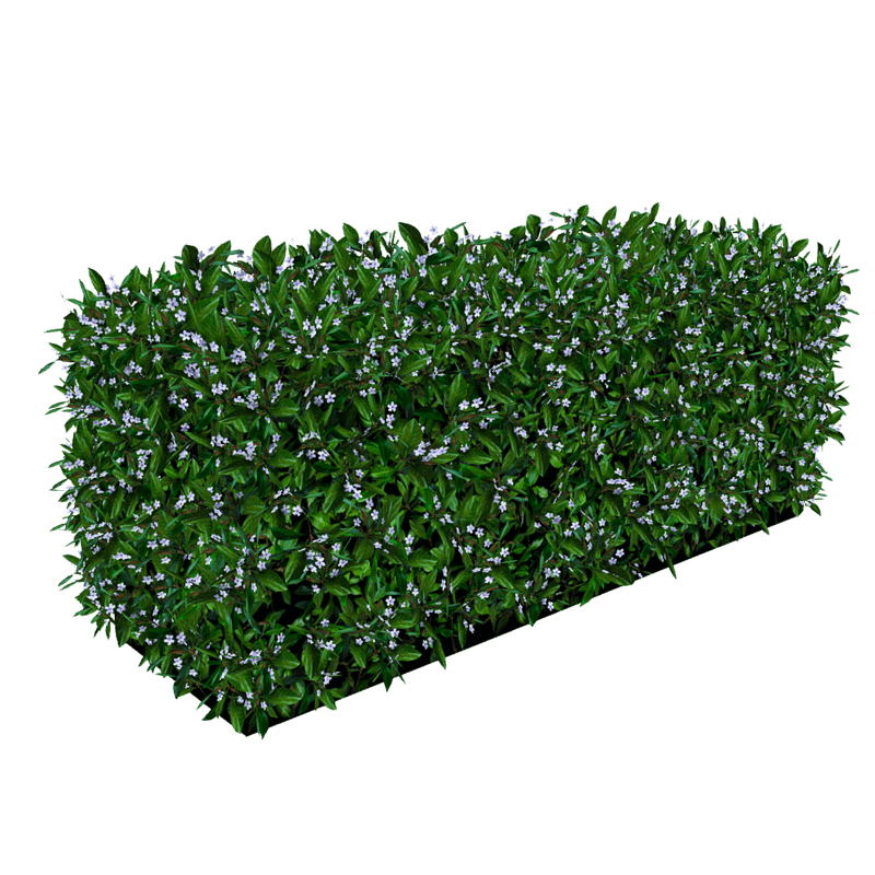 Hedge Med - Lilac Flowers