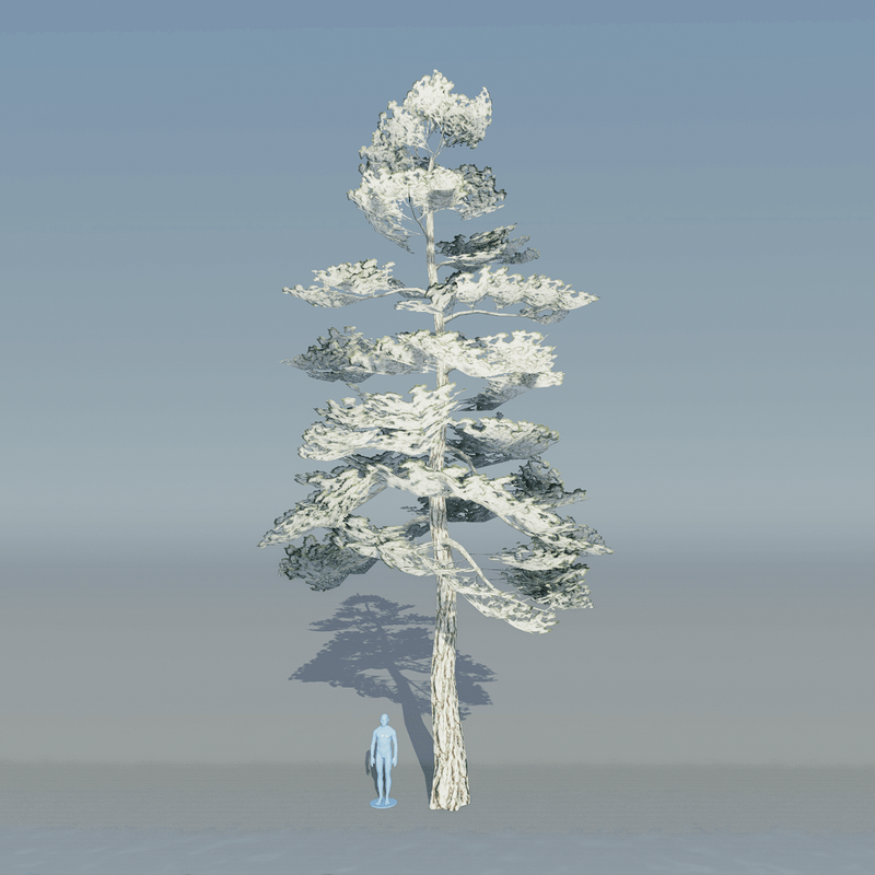 Pine Tree 3 with snow