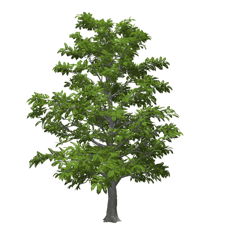 Old Ash Tree 2 (High Detail)