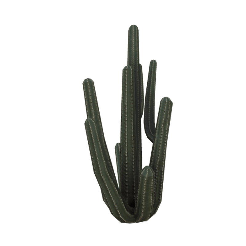 Desert Cactus