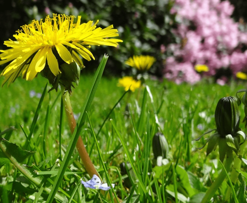 Summer Meadow Insects