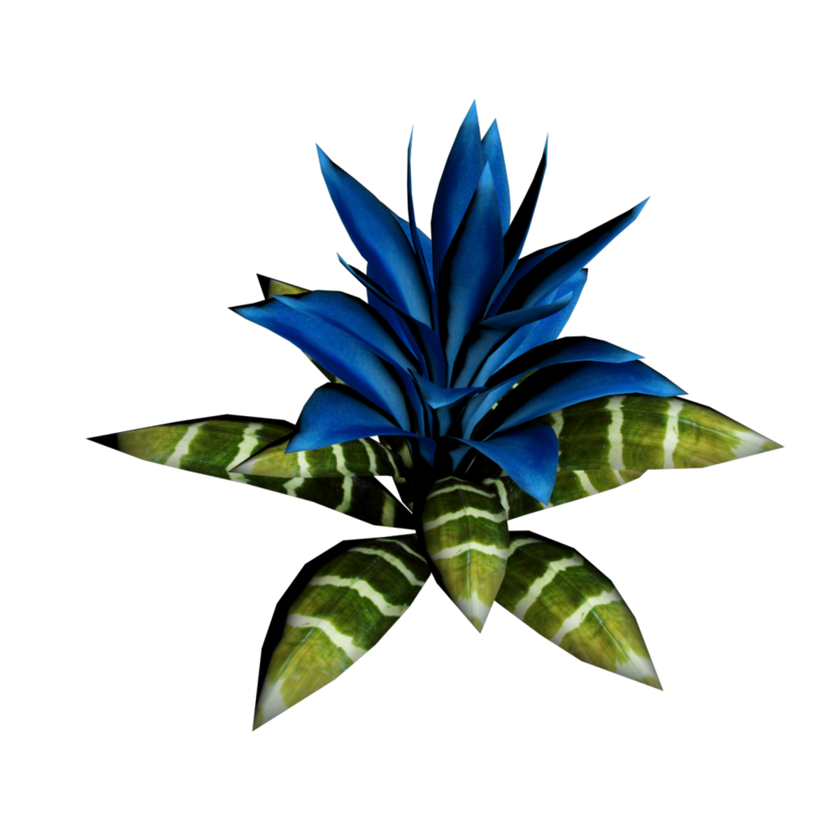 Bromeliad Plant 18