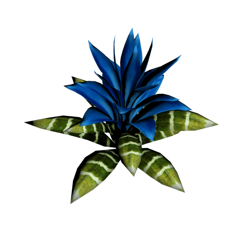 Bromeliad Plant 18