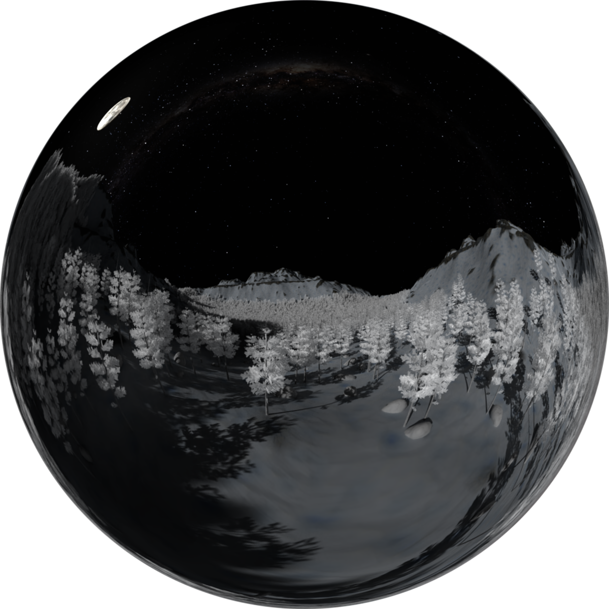 Pine Forest Top Night Snow